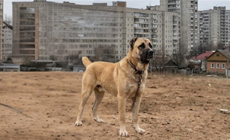 У Вознесенську собака покусала семирічного хлопчика: господаря притягнуть до відповідальності