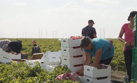 Окупанти вивозять помідори з Херсонщини до РФ
