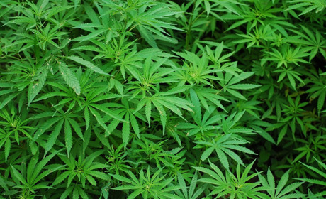 Сватівчанка вирощувала у себе на подвір’ї 36 кущів конопель