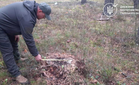 Прикрили хвоєю та корою: на Сарненщині знайшли місце вирубки сосен