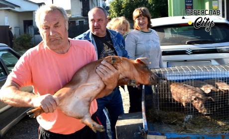 На базарі в Переяславі поросятка породи дюрок продають дорожче ніж інші