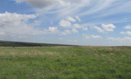 Вот мантиспа из Красной Книги: мелитопольские ученые изучали насекомых на Каменных Могилах