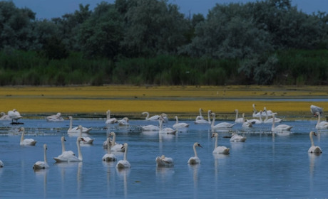 Нижньодністровському нацпарку — 17 років: лабораторія життя та форпост охорони природи