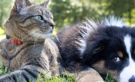 Adopt Pets of Ukraine шукають волонтерів-фотографів у Жовтих Водах для фотосету тварин на перетримці