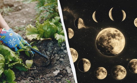 Посівний календар городника на квітень 2026: що і в які дні посадити для гарного врожаю