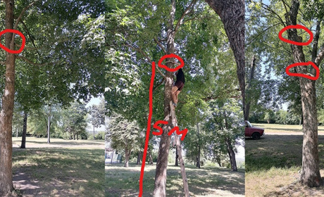 Місцеві «бетмени» на п’ятиметровій висоті поцупили карабіни та мотузки у Білопільському парку