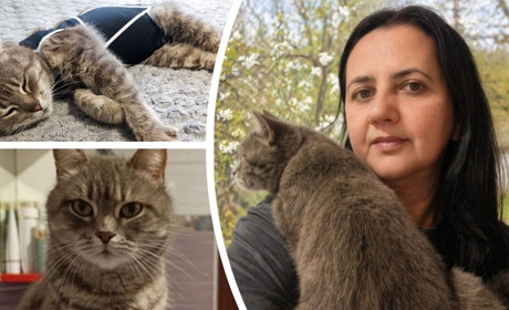 165 днів розлуки: у Петропавлівці знайшлася кішка Нюша, яку шукали понад п’ять місяців