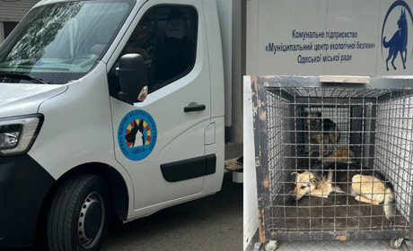 У Біляївській громаді регулюють кількість безпритульних тварин: відловлювали собак для стерилізації