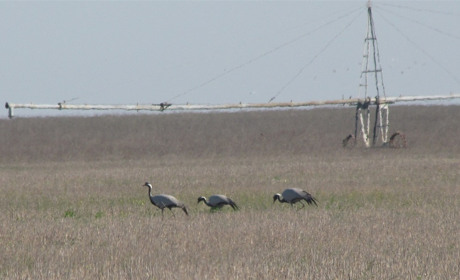 Журавленок Васыль с передатчиком на лапке улетел в Африку – вернется ли еще в Украину?
