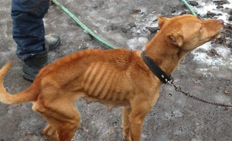 У Нерубайському зоозахисники забрали з приватного домоволодіння собаку, яку морили голодом