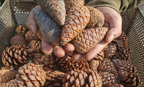 В Ізмаїлі вперше зібрали врожай рідкісної сосни, що в майбутньому стане основою лісів півдня України