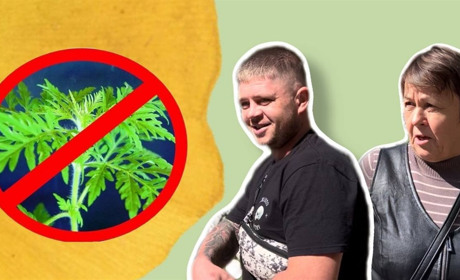 Що робити з амброзією? Опитування жовтоводців