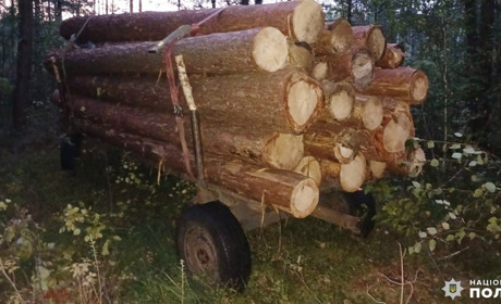 У лісництві на території Сарненського району спіймали чоловіка, який незаконно зрубав дерева