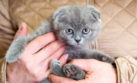 Тор-победитель: итоги фотоконкурса "Самый мурняшный кот Торецка"