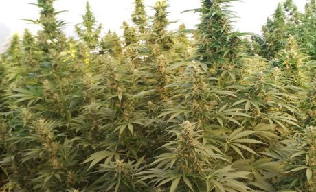 Ростив коноплю біля очисних