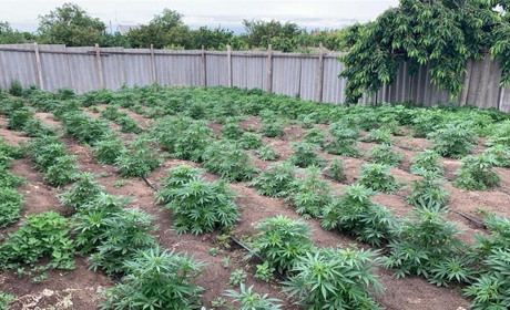 Житель Акимовской громады вырастил плантацию конопли