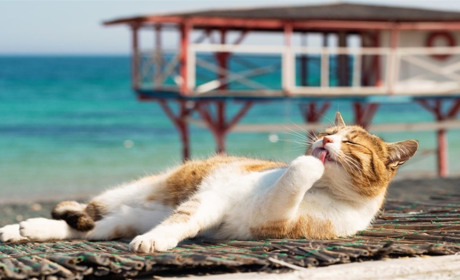 Погода в Україні на початку тижня: спека і похолодання