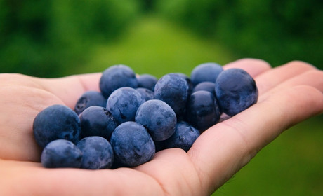 Свіжа, заморожена чи приготовлена: як обрати чорницю і яка найкорисніша для покращення пам'яті