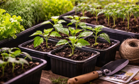 Лютий 2026: що сіяти на розсаду, щоб не втратити врожай