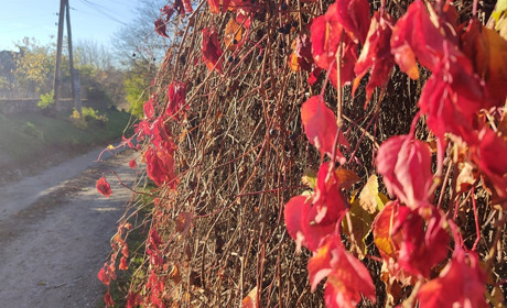 Похолодання і перший сніг: що прогнозують синоптики Первомайську в листопаді