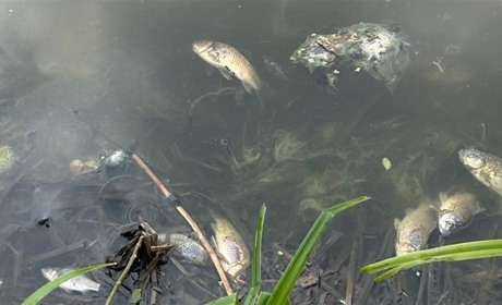 Масова загибель риби на Звягельщині: екологи відібрали проби води, а поліція розслідує причини