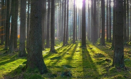 На Володимиреччині збережуть унікальний природний ліс