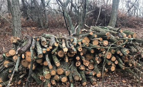 Двоє працівників Сватівського лісництва і місцевий незаконно вирубали дерев майже на мільйон гривень