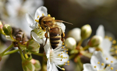 Якої погоди очікувати сватівчанам і мешканцям району з 20 по 26 квітня: прогноз на тиждень