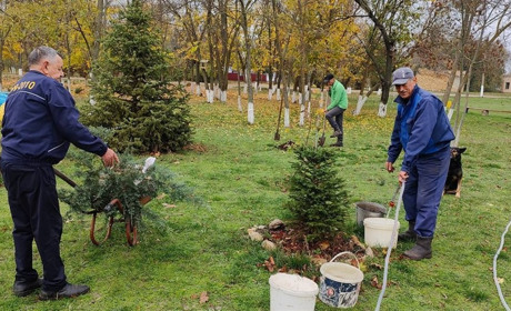 🌲Скинулися на красу: у Повстанському висадили хвойні дерева за кошти екоярмарку