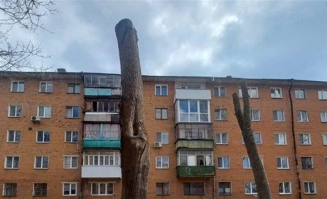 Обрізка під стовбур? У Звягелі експертка пояснила, як правильно кронувати дерева