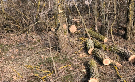 На Вознесенщині виявили незаконну рубку: порушники заплатять десятки тисяч