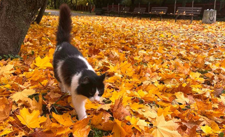 Погода у Старокостянтинові на 20-26 жовтня: тиждень хмарний і дощовий, із рідкісними проясненнями