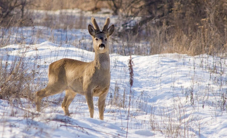 Збери з пазлів зимові пейзажі 