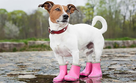 На вихідних на Сумщині очікуються дощі, часом значні, місцями грози: прогноз погоди