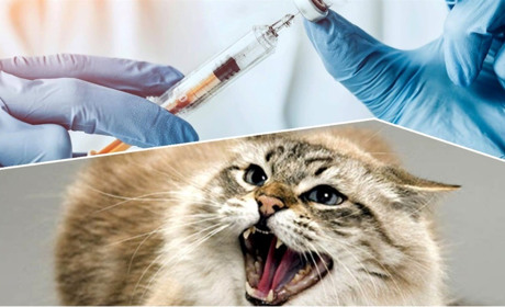 Лисиці, собаки, коти: на Звягельщині найбільше випадків сказу в області