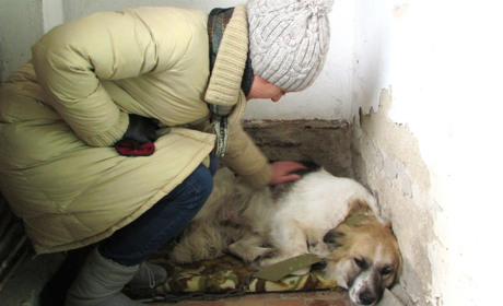 Защитить четверолапых: реальные истории из практики приморских зоозащитников