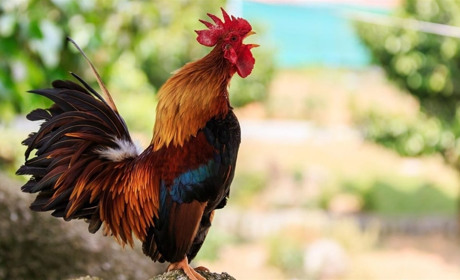 Почему петух горланит? Известные факты объясняет биолог