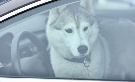 Жорстоке поводження з тваринами: яка відповідальність передбачена законом і куди звертатися
