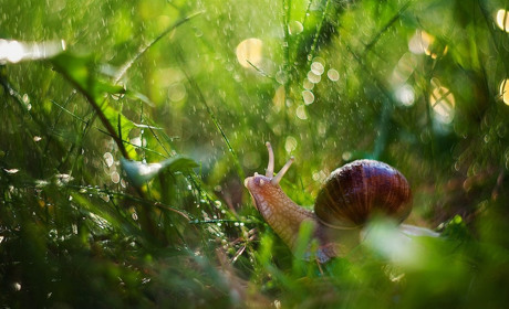Вихідні на Сумщині будуть спекотними і з короткочасними дощами та грозами: прогноз погоди