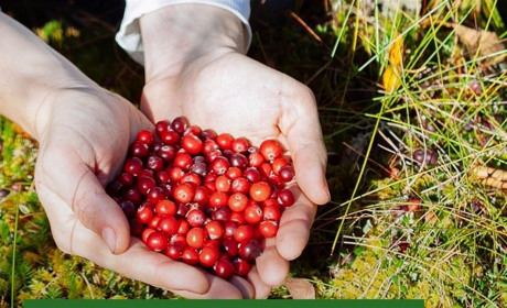 Збирання в лісі грибів та ягід. Що потрібно знати