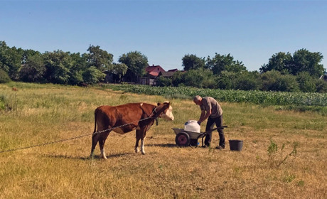 Левади Петропавлівки: кому вони належать  і чи можна на них випасати худобу