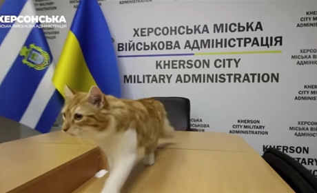 Котик на ім'я Сімба оселився у Херсонській міській військовій адміністрації: вже хазяйнує