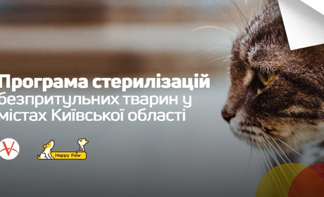 У Фастові фонд Happy Paw безкоштовно стерилізує безпритульних тварин