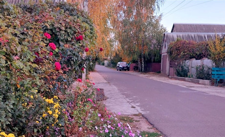 Мешканка Біляївки поскаржилася, що на Остапа Вишні комунальники спилили неаварійне дерево