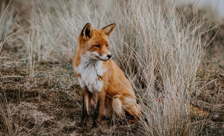 У Кагарлицькому районі та Ржищівській ОТГ вакцинуватимуть диких тварин від сказу із літаків
