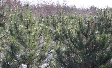 Новорічні красуні: де, коли, за скільки придбати святкове деревце