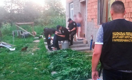 Незаконно посіяні коноплі знайшли правоохоронці у жителя Стрілецького Кута