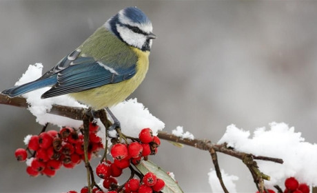 Якої погоди чекати жителям Білопільщини найближчими днями?