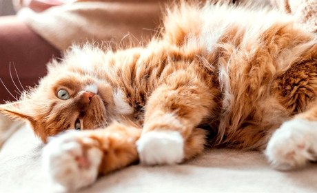 У Звягельській громаді у домашнього кота підтвердили сказ: запроваджено карантин