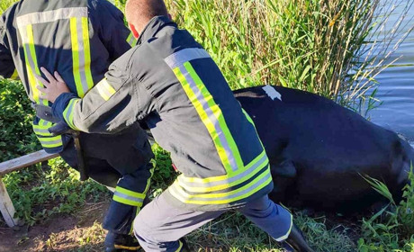 В Кагарлику рятувальники витягли корову зі ставка